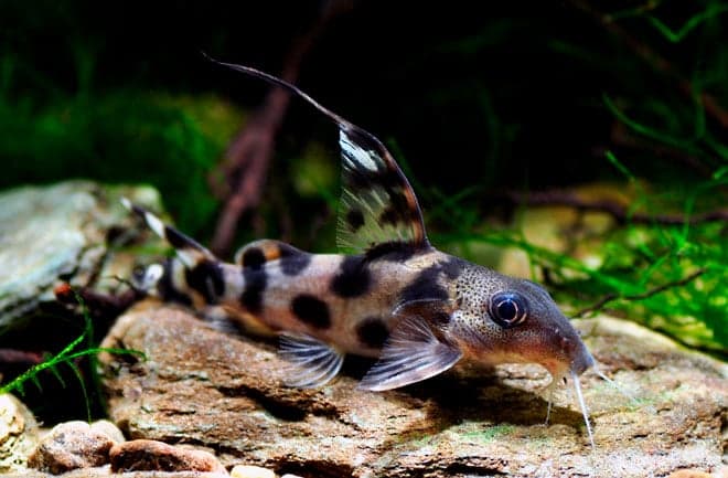 Сом синодонтис (перевертыш): совместимость с другими аквариумными рыбками, содержание, виды, размножение, фото