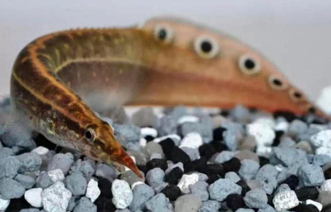 Макрогнатус глазчатый (аквариумный угорь): уход, совместимость с другими рыбками, содержание рыбки, фото, продолжительность жизни