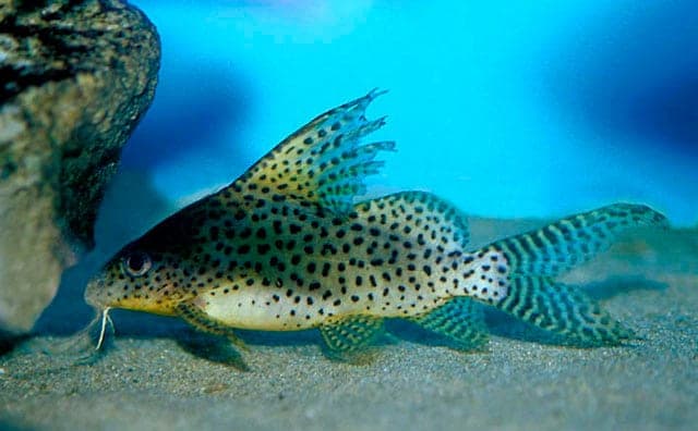 Сом синодонтис (перевертыш): совместимость с другими аквариумными рыбками, содержание, виды, размножение, фото