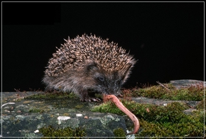В природе чем питаются ежи, что едят? В природе чем питаются ежи, что едят?