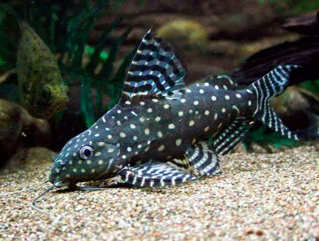 Сом синодонтис (перевертыш): совместимость с другими аквариумными рыбками, содержание, виды, размножение, фото