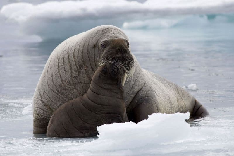 Животные Евразии – какие обитают, список животного мира