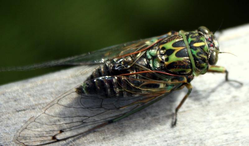 Синяя муха: фото и описание