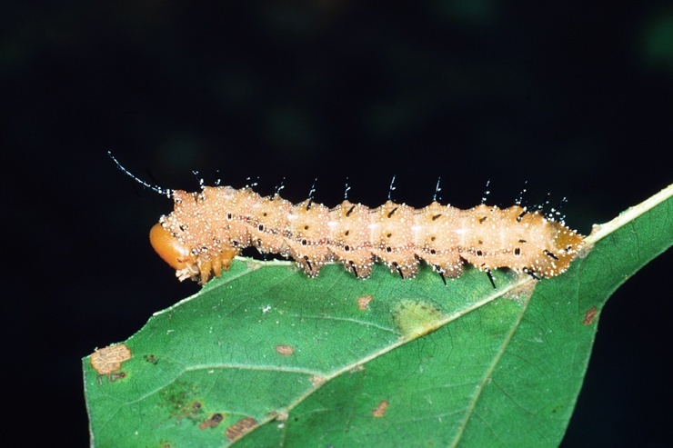 Гусеница Anisota stigma