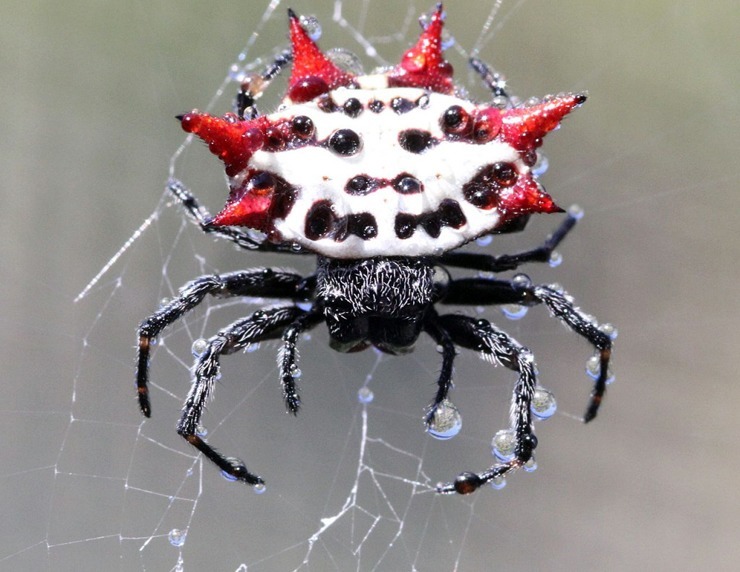 паук Spiny Orb-weaver