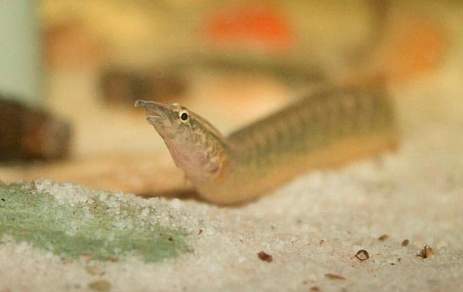 Макрогнатус глазчатый (аквариумный угорь): уход, совместимость с другими рыбками, содержание рыбки, фото, продолжительность жизни