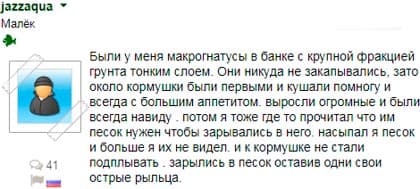Макрогнатус глазчатый (аквариумный угорь): уход, совместимость с другими рыбками, содержание рыбки, фото, продолжительность жизни