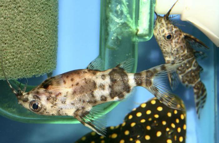 аквариумный сом перевертыш фото