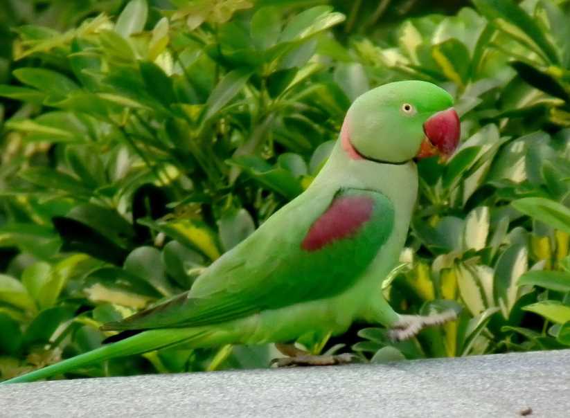 александров кольчатый попугай