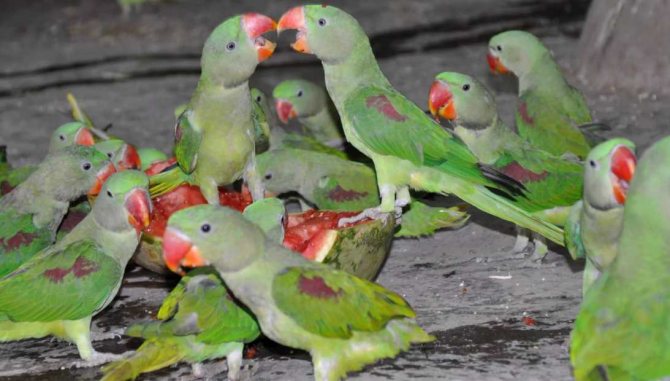 александровский попугай