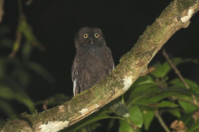 Анжуанская совка - Otus capnodes