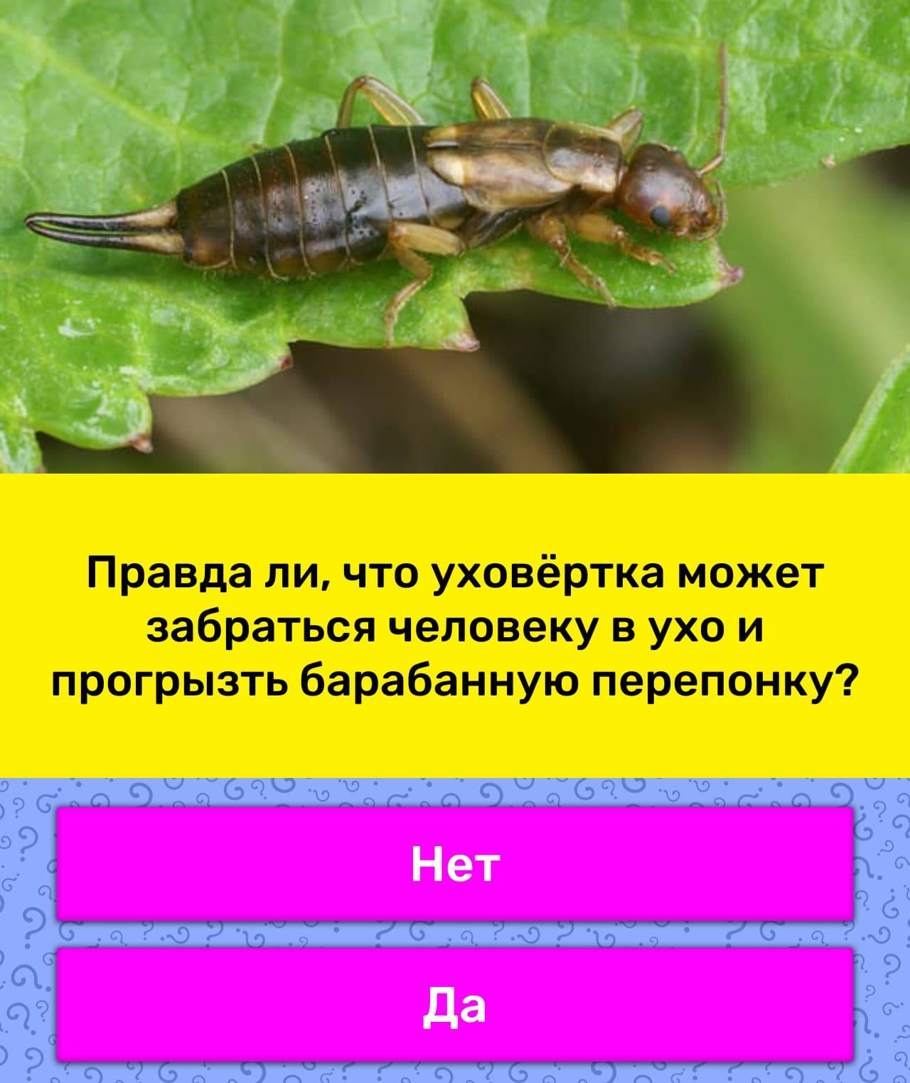 Уховертка: стоит ли искать ее в ухе?