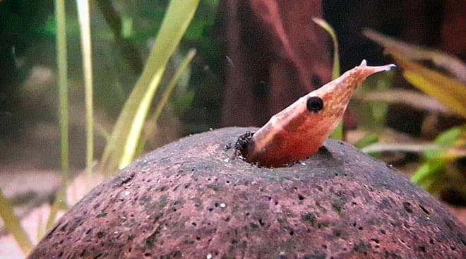 Макрогнатус глазчатый (аквариумный угорь): уход, совместимость с другими рыбками, содержание рыбки, фото, продолжительность жизни