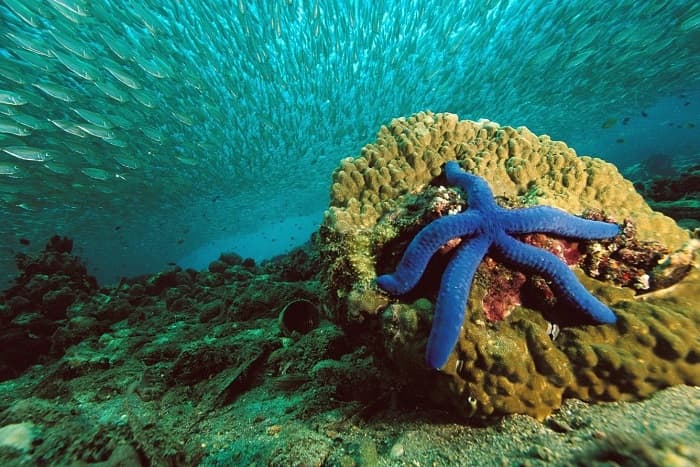 Среда обитания - виды, характеристики и представители Среда обитания - виды, характеристики и представители