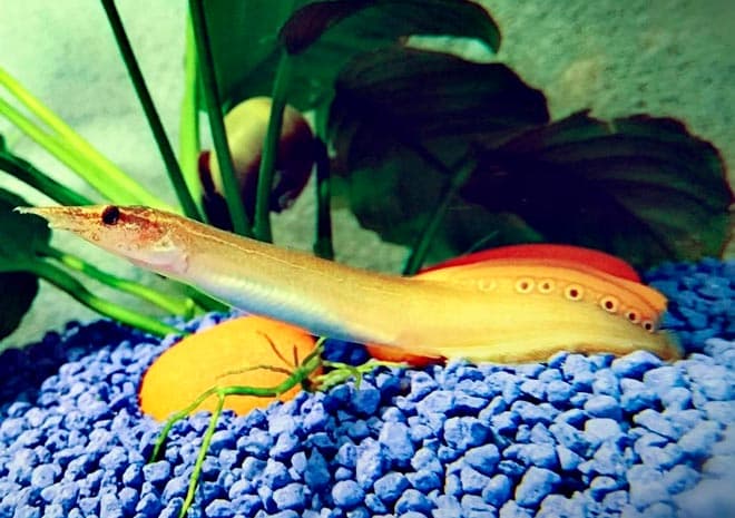 Макрогнатус глазчатый (аквариумный угорь): уход, совместимость с другими рыбками, содержание рыбки, фото, продолжительность жизни