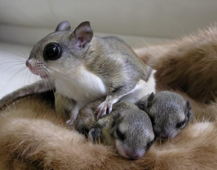 Белка летяга и ее детки