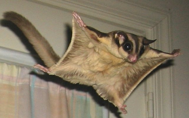 Белка летяга – описание