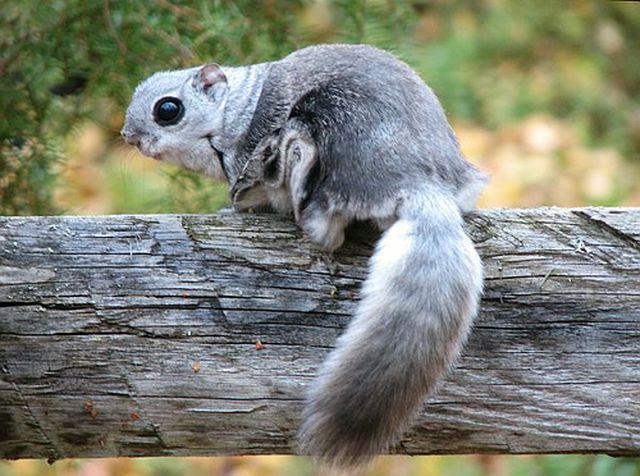 Белка летяга притаилась