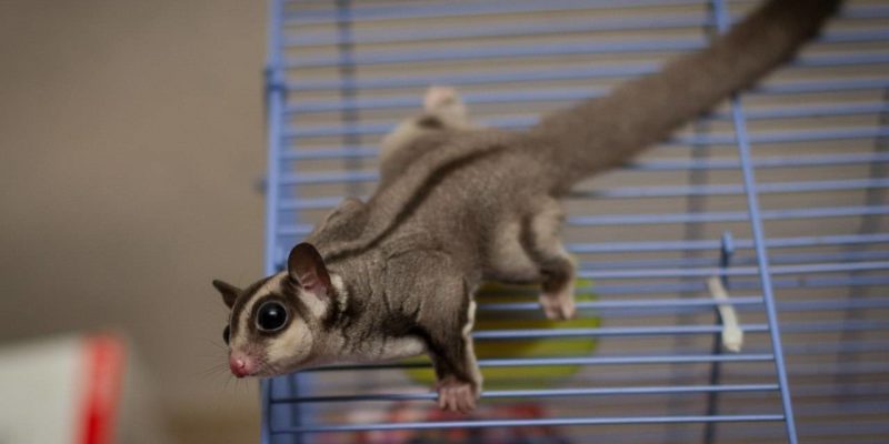 Чем кормить сахарного поссума?