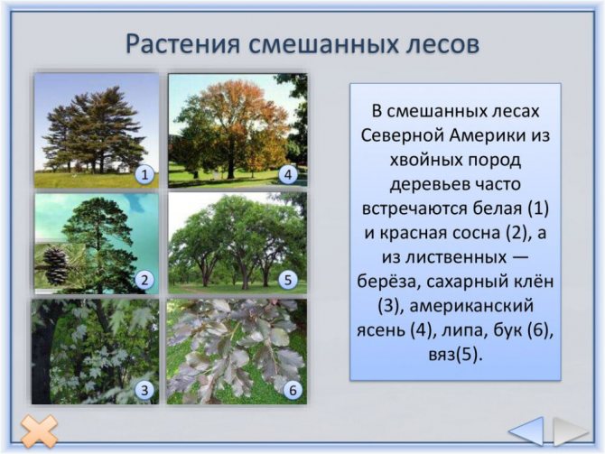 бизоны животные северной америки