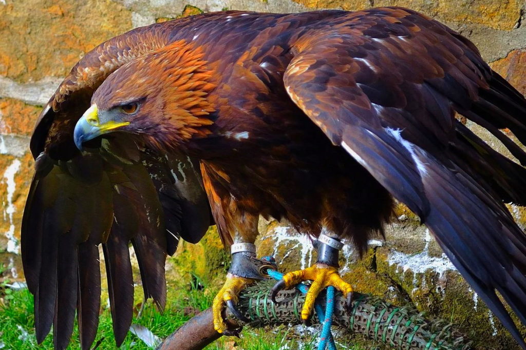 Беркут - хищник, способный нападать на сов