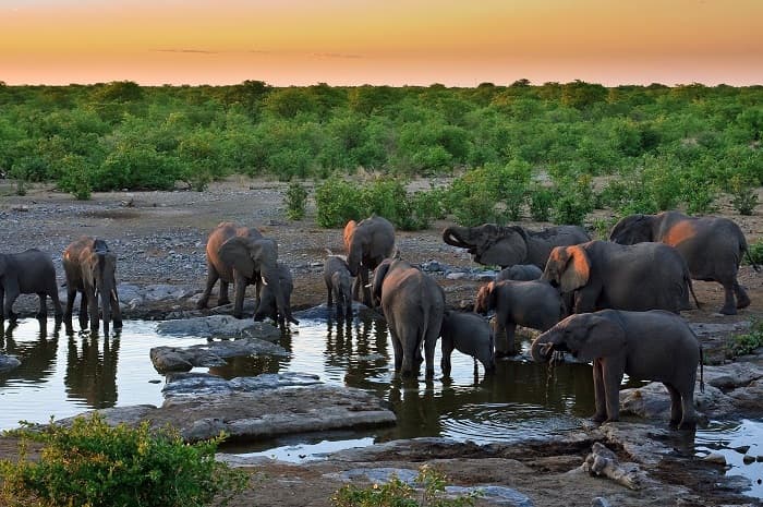 Среда обитания - виды, характеристики и представители Среда обитания - виды, характеристики и представители