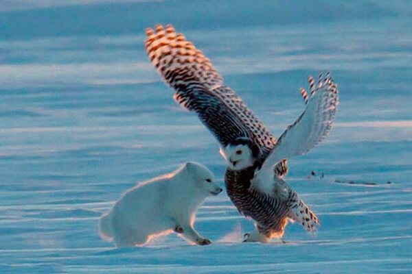 Чем питаются белые (полярные) совы в природе