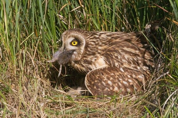 Чем питаются болотные совы