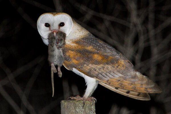 Чем питаются совы сипухи