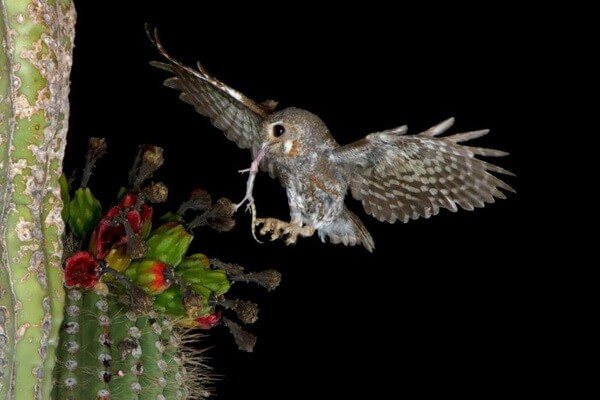 Чем питаются сычи в природе