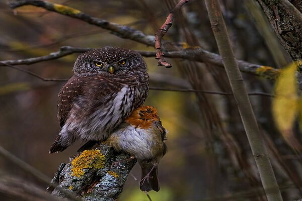 Чем питаются сычи в природе