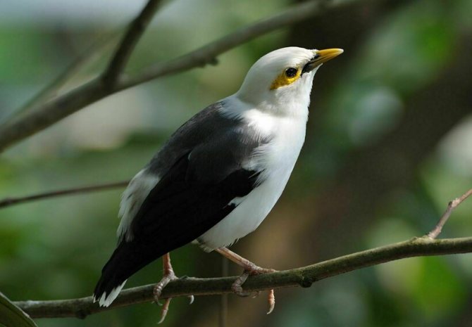 Чернокрылый скворец