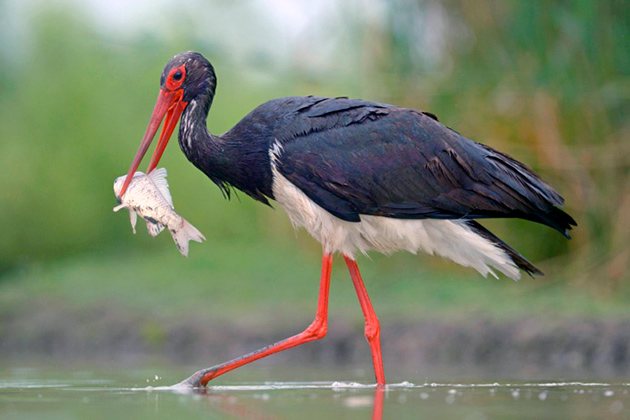 Черные аисты в основном питаются рыбой