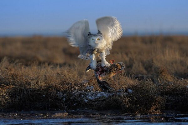 Что ест полярная сова