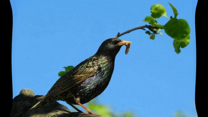 что есть скворец