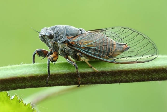 Цикадка1