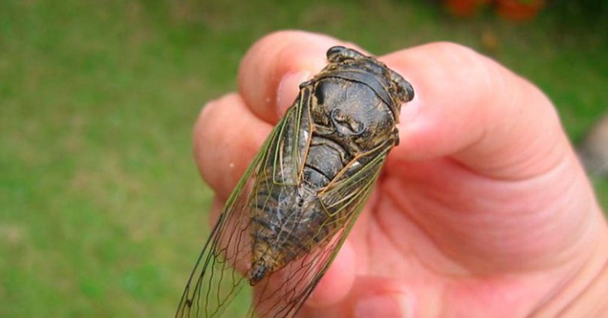 Описание и фото синей мясной мухи