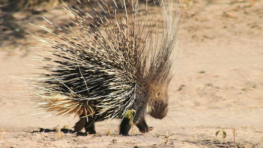Дикобраз - походка