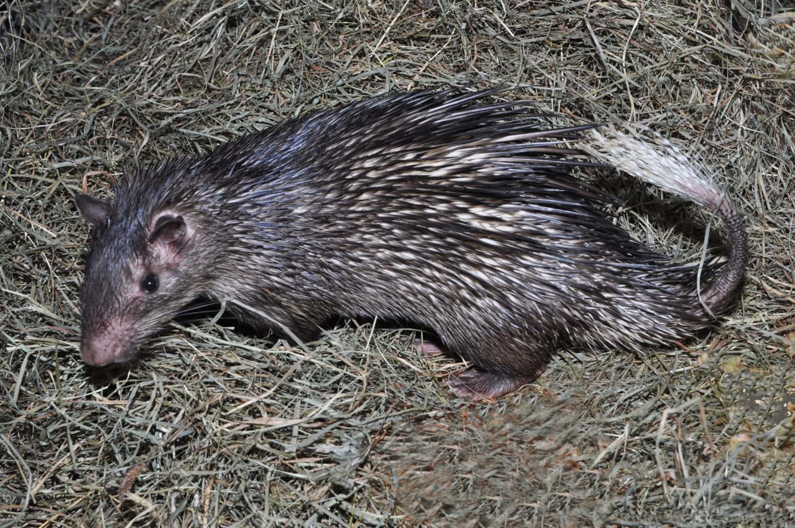 Африканский кистехвостый дикобраз