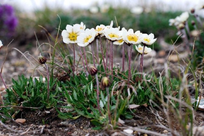 Дриада или куропаточья трава