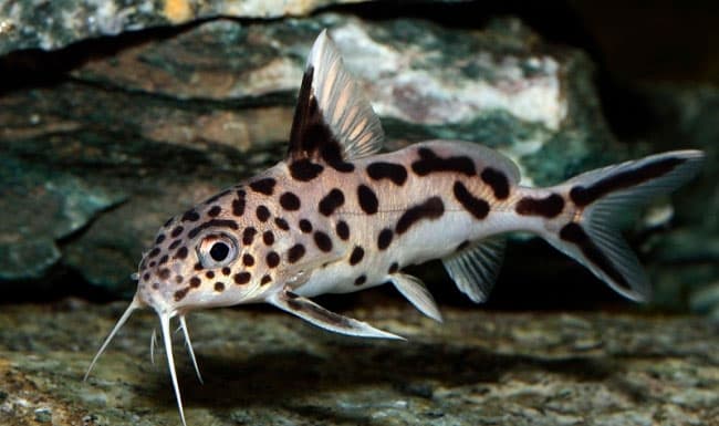 Сом синодонтис (перевертыш): совместимость с другими аквариумными рыбками, содержание, виды, размножение, фото