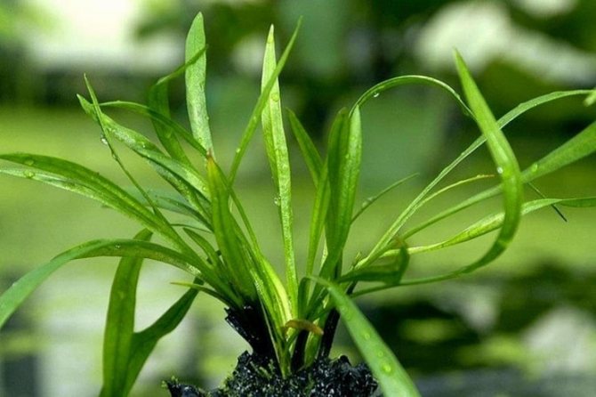 эхинодорус узколистый