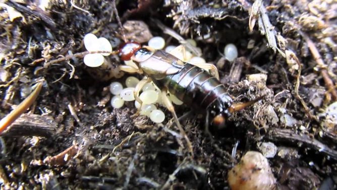 Если обнаружено гнездо на вашем участке, оно подлежит уничтожению