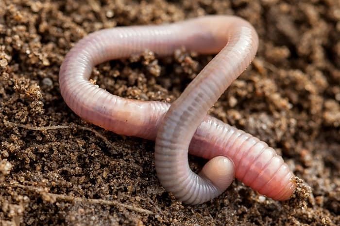 Среда обитания - виды, характеристики и представители Среда обитания - виды, характеристики и представители