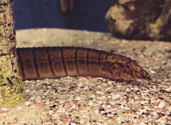 Макрогнатус глазчатый (аквариумный угорь): уход, совместимость с другими рыбками, содержание рыбки, фото, продолжительность жизни