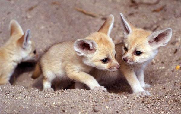 Фенек-лиса-Описание-особенности-виды-образ-жизни-и-содержание-фенька-дома-17