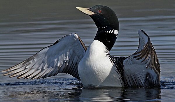 Фото: Как выглядит гагара