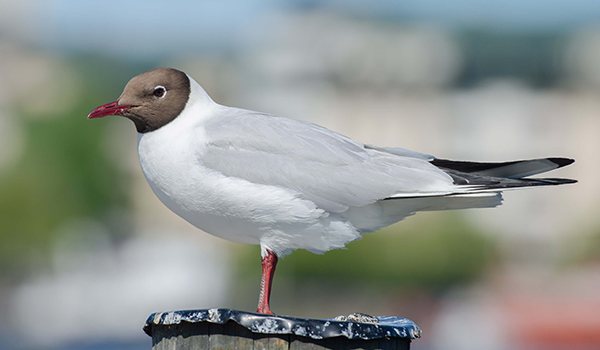 Фото: Озерная чайка