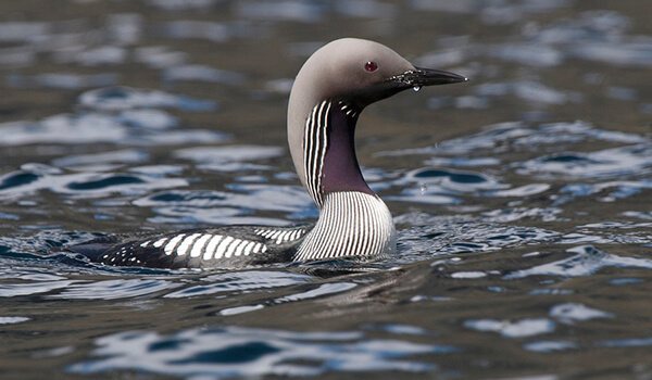Фото: Птица гагара