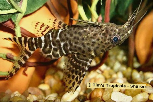 Фото синодонтиса перевертыш (Synodontis nigriventris) (илл. Tom’s Tropicals-Sharon)